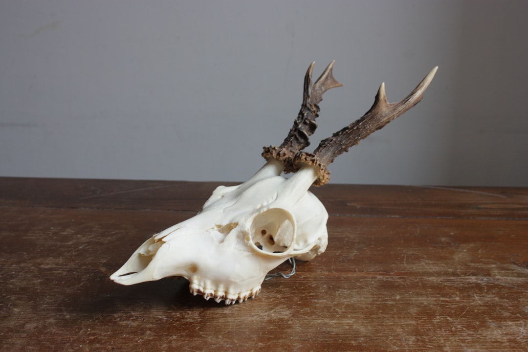 The Fascinating Anatomy of a Raccoon Skull